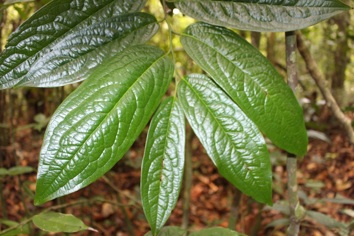 Diospyros albiflora Alston